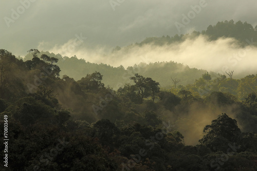 Fototapeta roślina dżungla góra tropikalny słońce