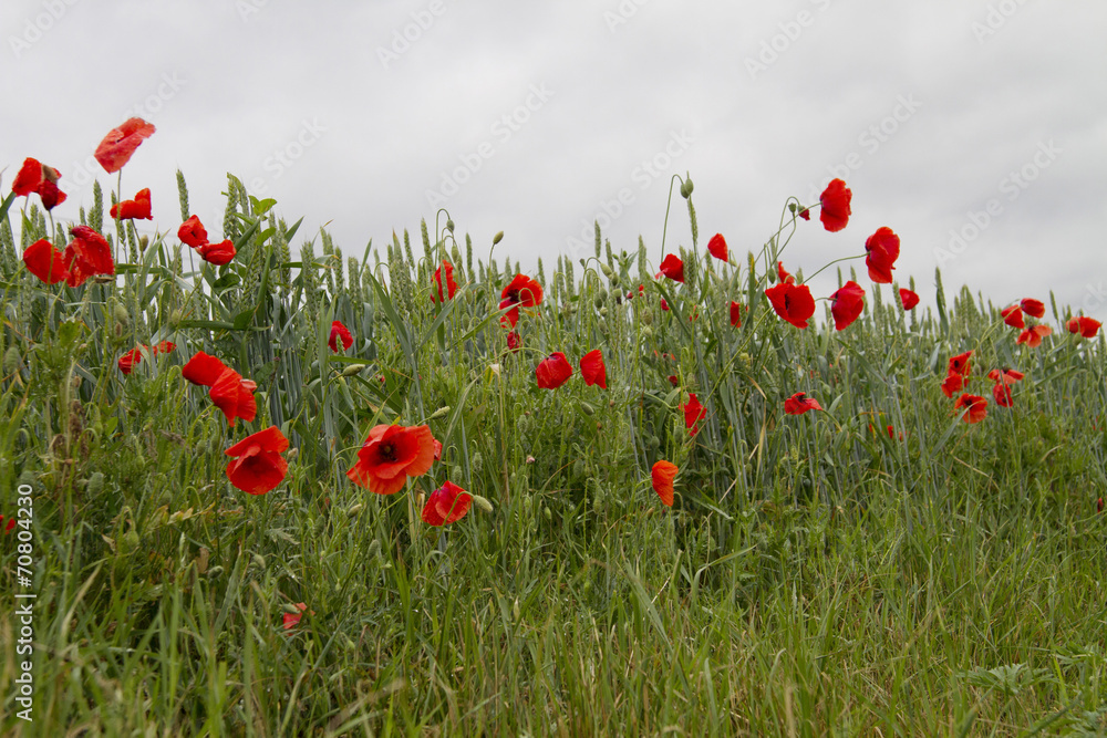 Naklejka premium poppy field
