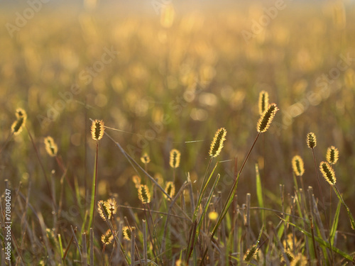Fototapeta Naklejka Na Ścianę i Meble -  flowering meadow