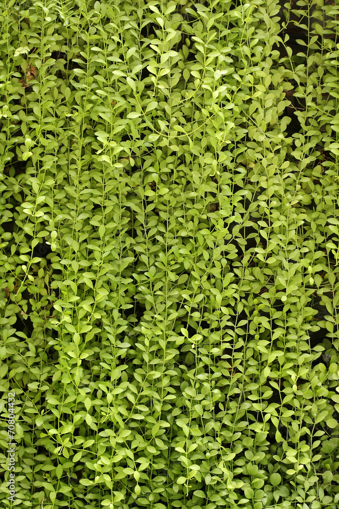 plant wall, green background.