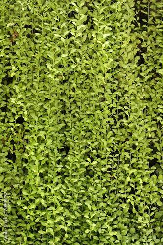 plant wall, green background. © enrouteksm