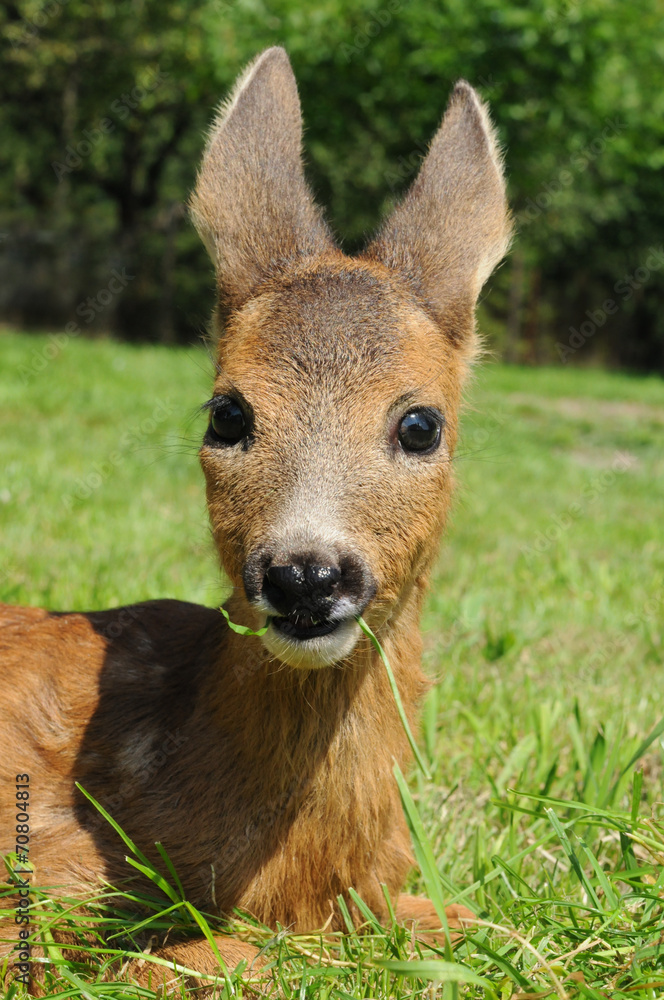 Young european roe deer (Capreolus capreolus) Young european roe deer (Capreolus capreolus)