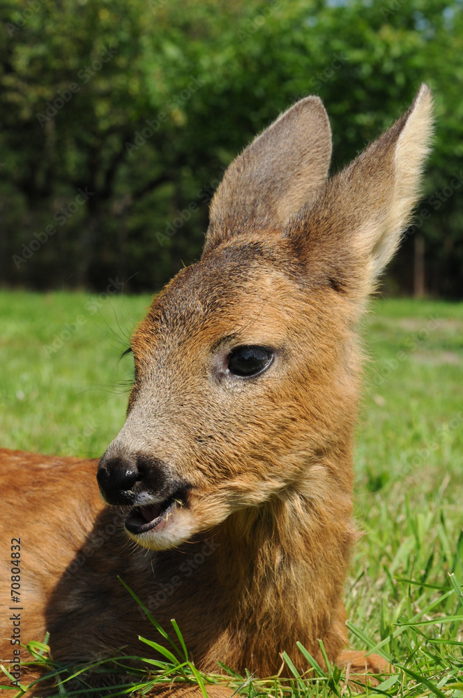 Young european roe deer (Capreolus capreolus) Young european roe deer (Capreolus capreolus)