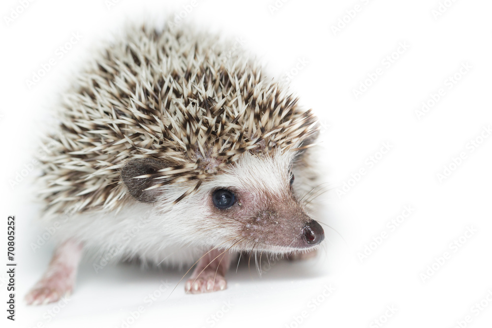 Obraz premium Atelerix albiventris, African pygmy hedgehog.