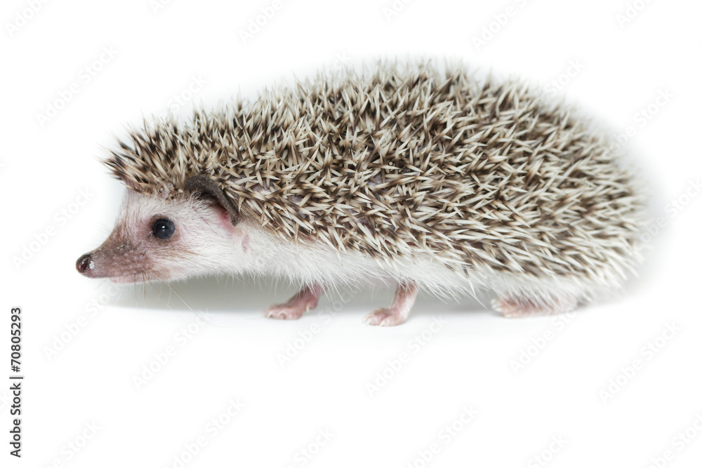 Obraz premium Atelerix albiventris, African pygmy hedgehog.