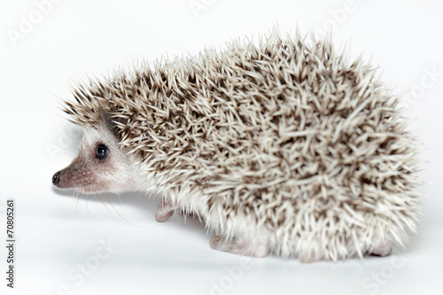 Atelerix albiventris, African pygmy hedgehog.