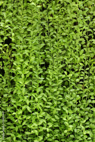 plant wall, green background.