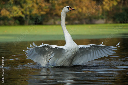 Mute Swan  Cygnus olor