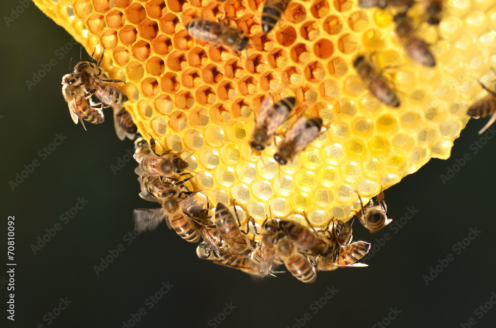 Pszczoły na plastrze miodu w pasiece - obrazy, fototapety, plakaty 
