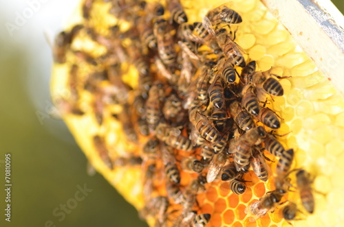 Pszczoły na plastrze miodu w pasiece