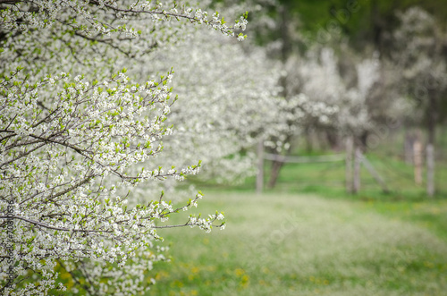 Apple orchard in bloom