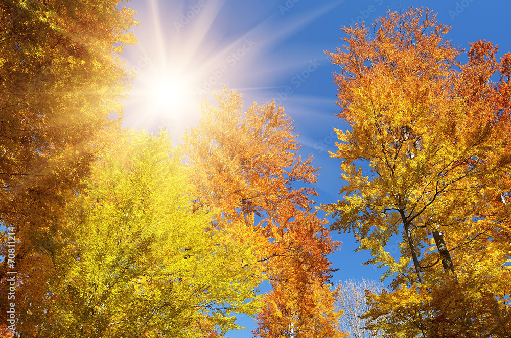 Autumn forest on the sky background