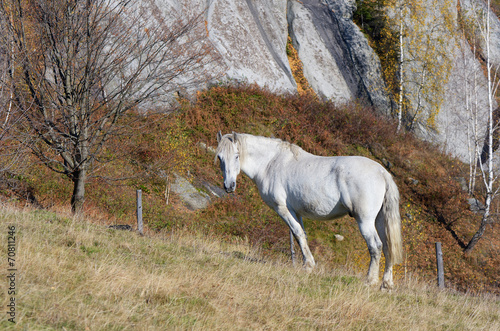 Fototapeta Naklejka Na Ścianę i Meble -  Horse on pasture