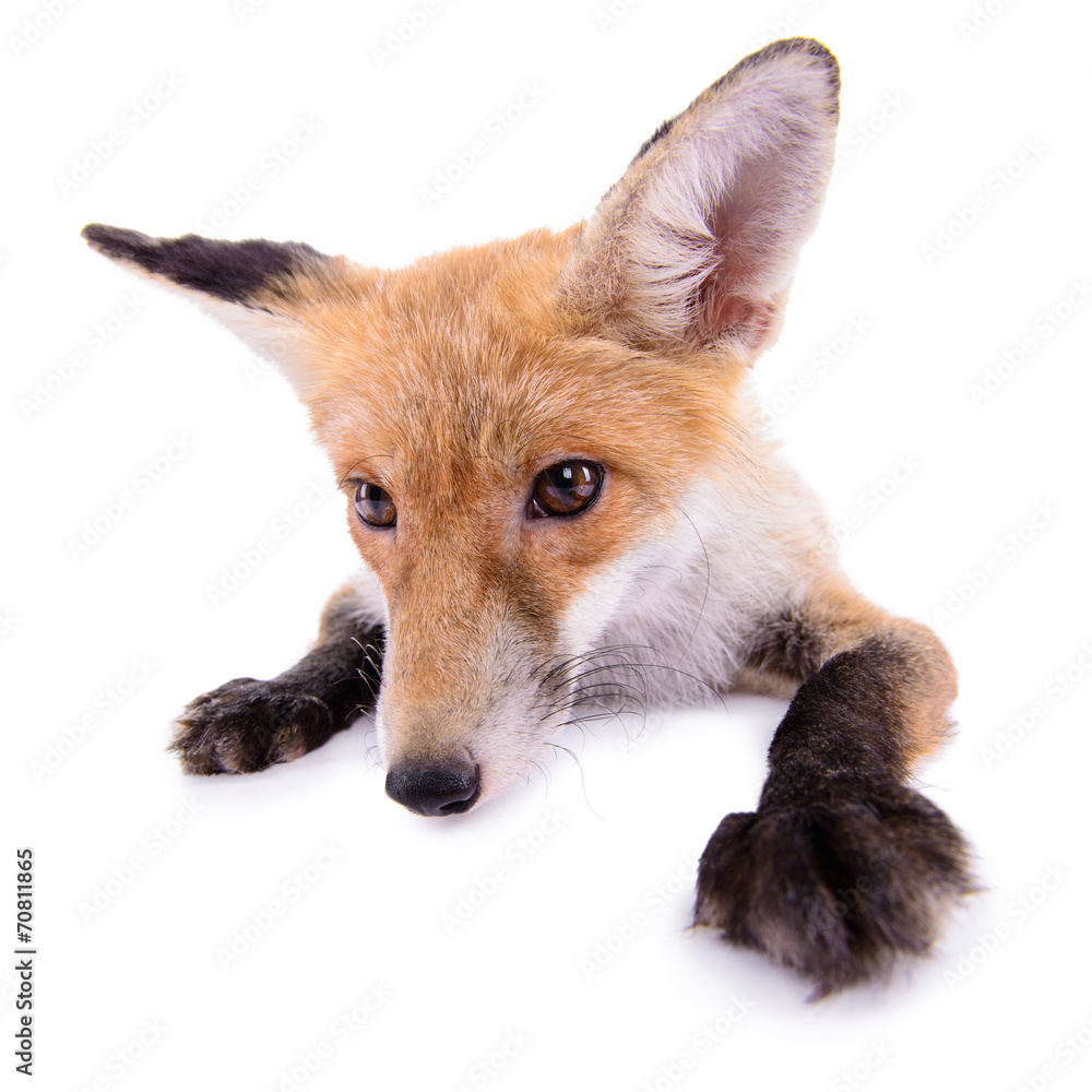 Fototapeta premium red fox isolated