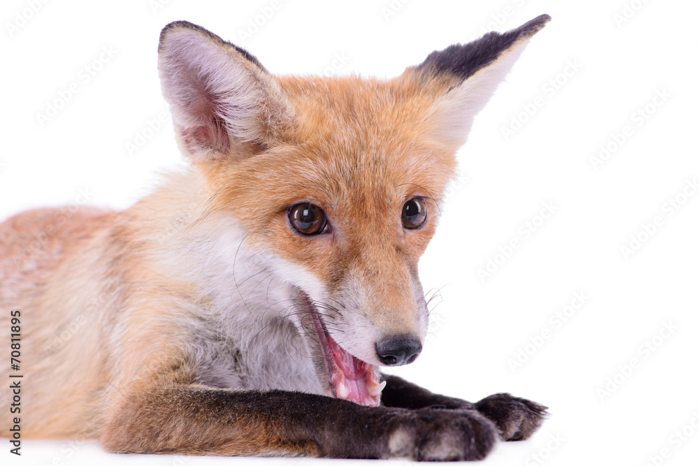 Fototapeta premium red fox isolated