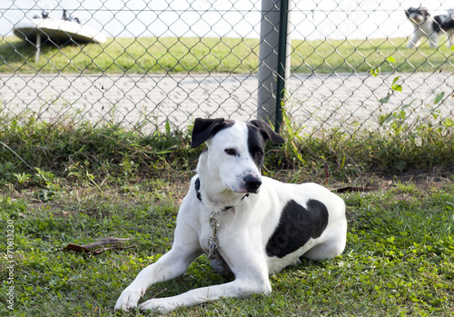 CANE BIANCO E NERO A TERRA photo