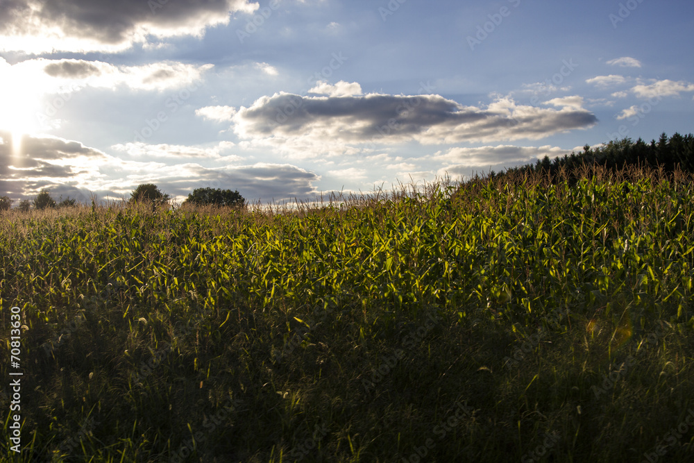 Pennsylvania Corn Fields