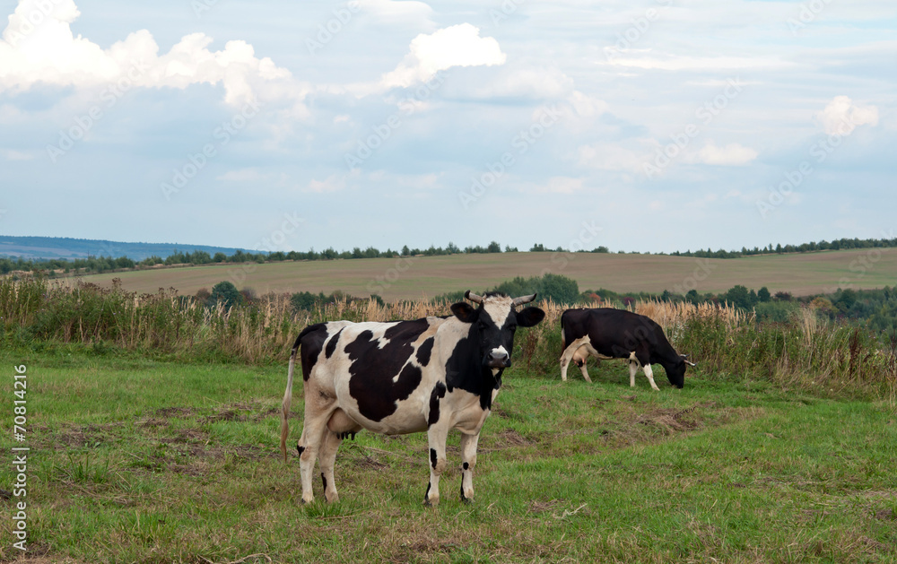 two cows grazes