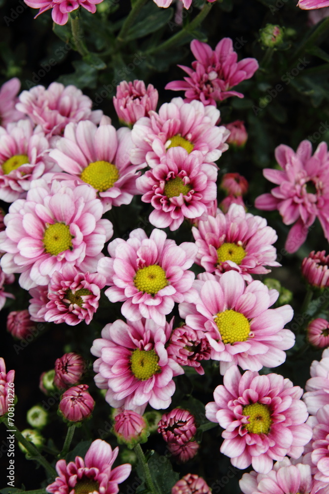 Flowers Flowers