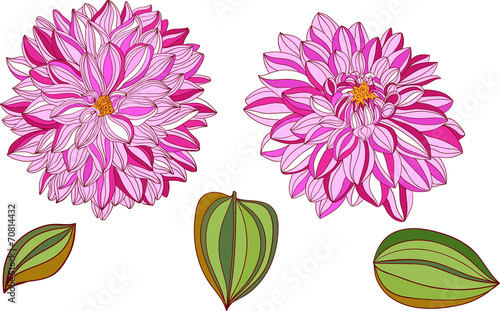 Fototapeta Naklejka Na Ścianę i Meble -  isolated objects of decorative dahlia and leaves