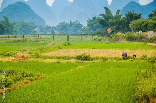 Guiling landscape with rice fields