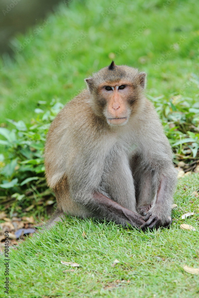 Naklejka premium Monkey