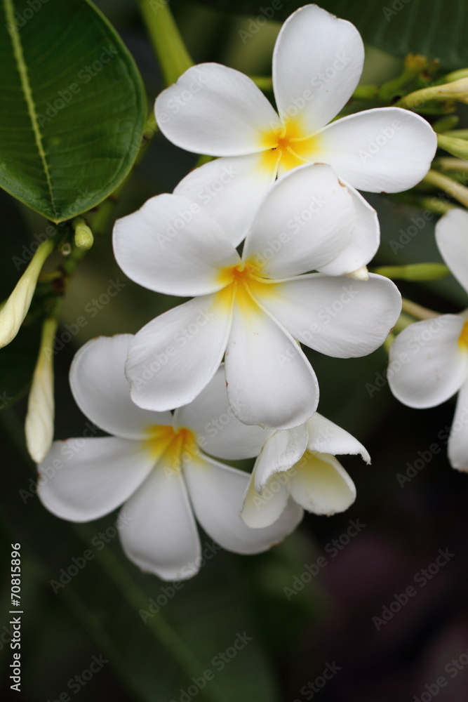 Naklejka premium Flowers