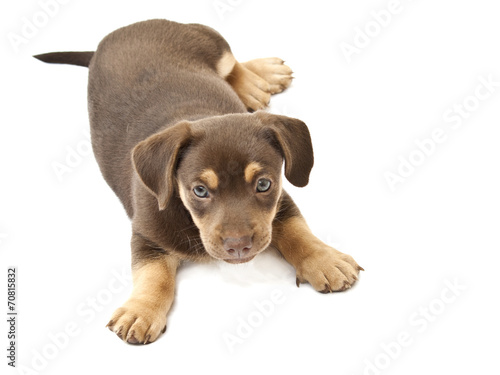 Dog looking curious and gentle