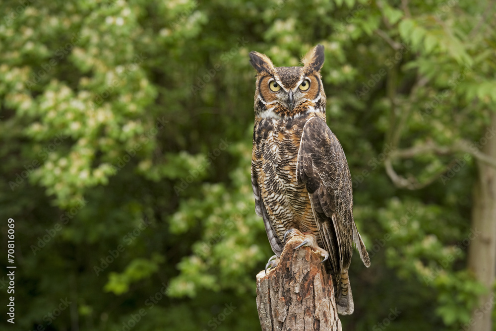 Obraz premium Great Horned Owl