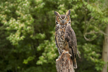 Wandcirkels Uil Grote gehoornde uil in close-up  © David Davis