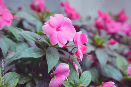 Impatiens photo