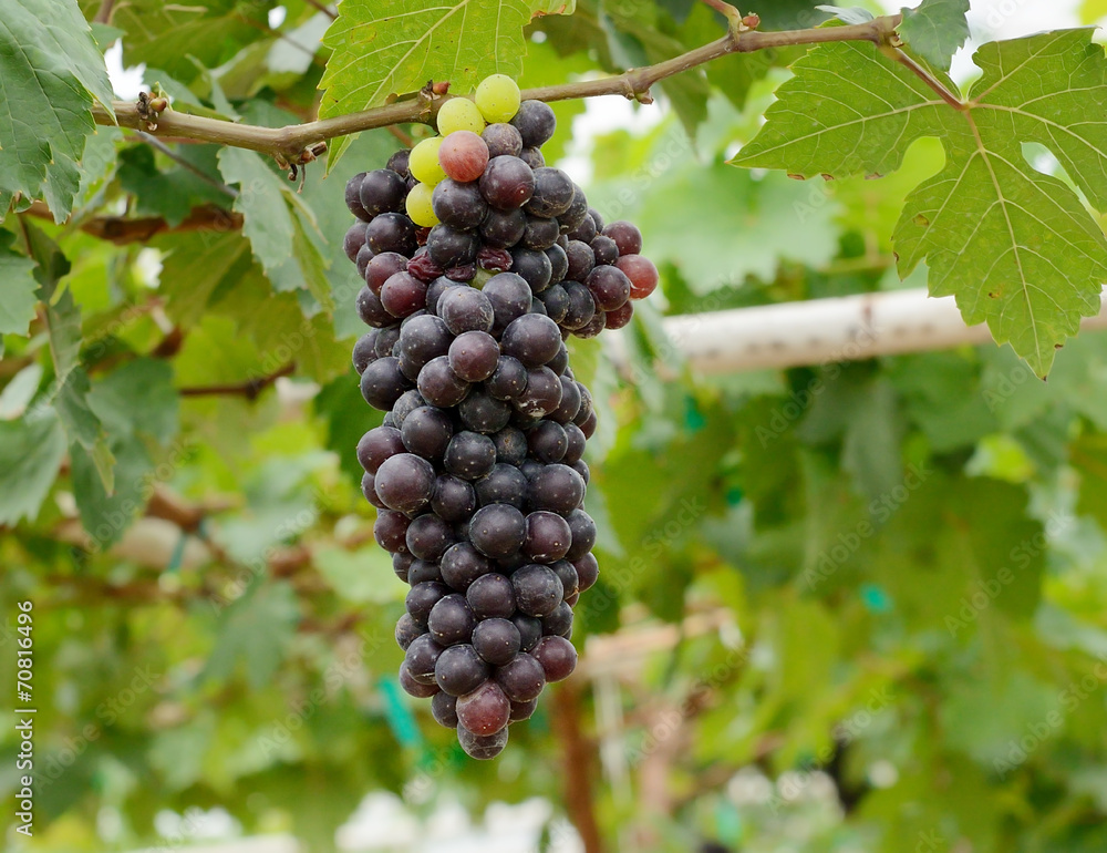 grapes hanging from lush green vine with blurred vineyard backgr