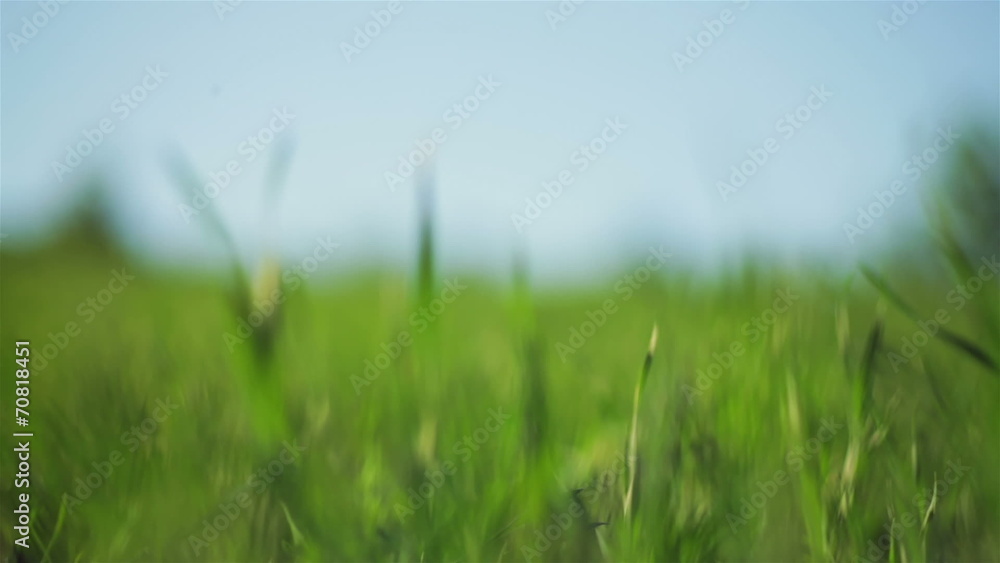 spring grass in sun light and defocused sky on background spring grass in sun light and defocused sky on background