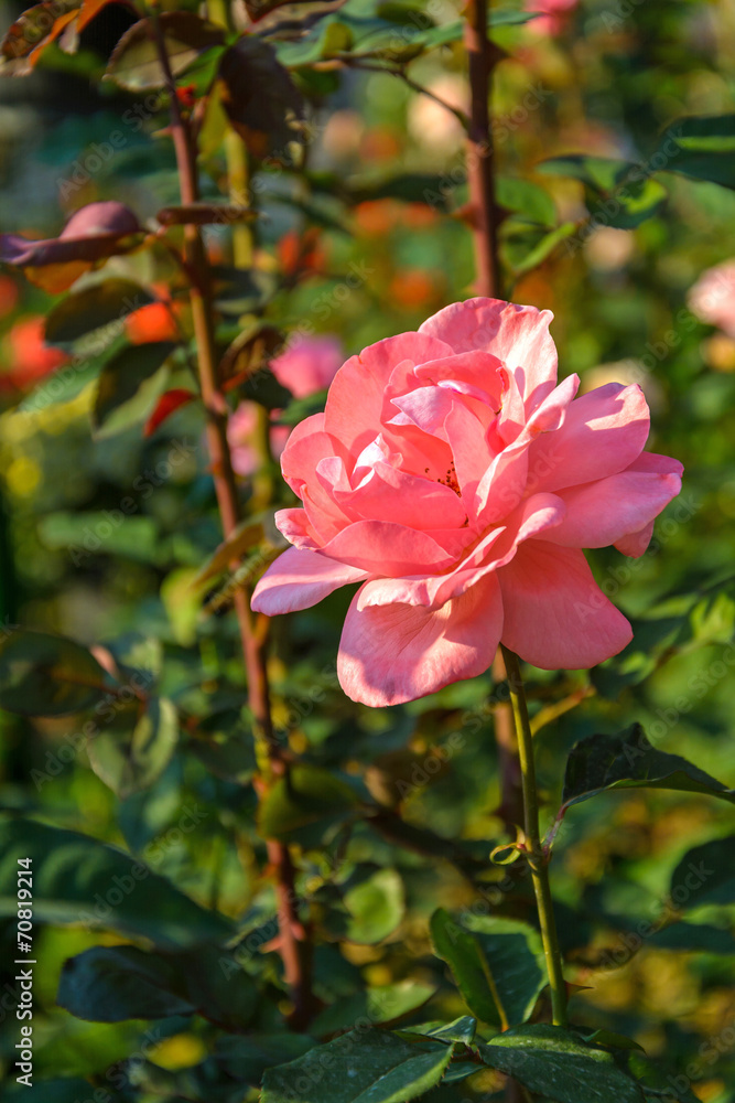 Pink rose blooming