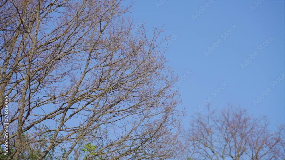 Green crown of maple tree and blue sky in summer Green crown of maple tree and blue sky in summer