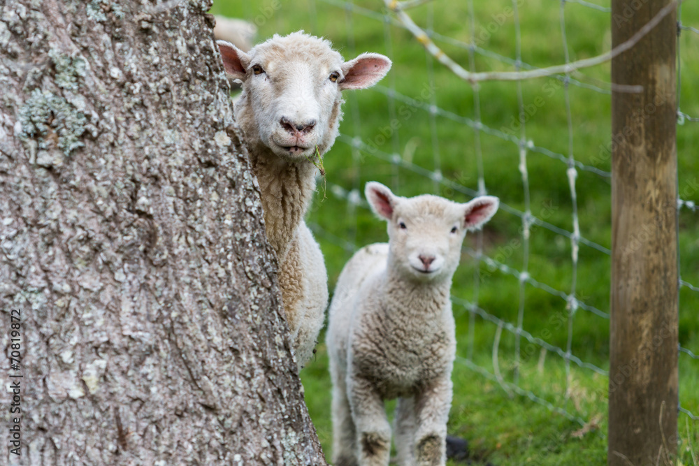 Fototapeta premium Sheep Lamb