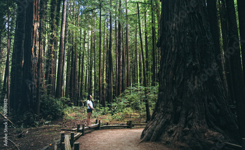 Slika na platnu Lost in the woods (Armstrong Redwoods)