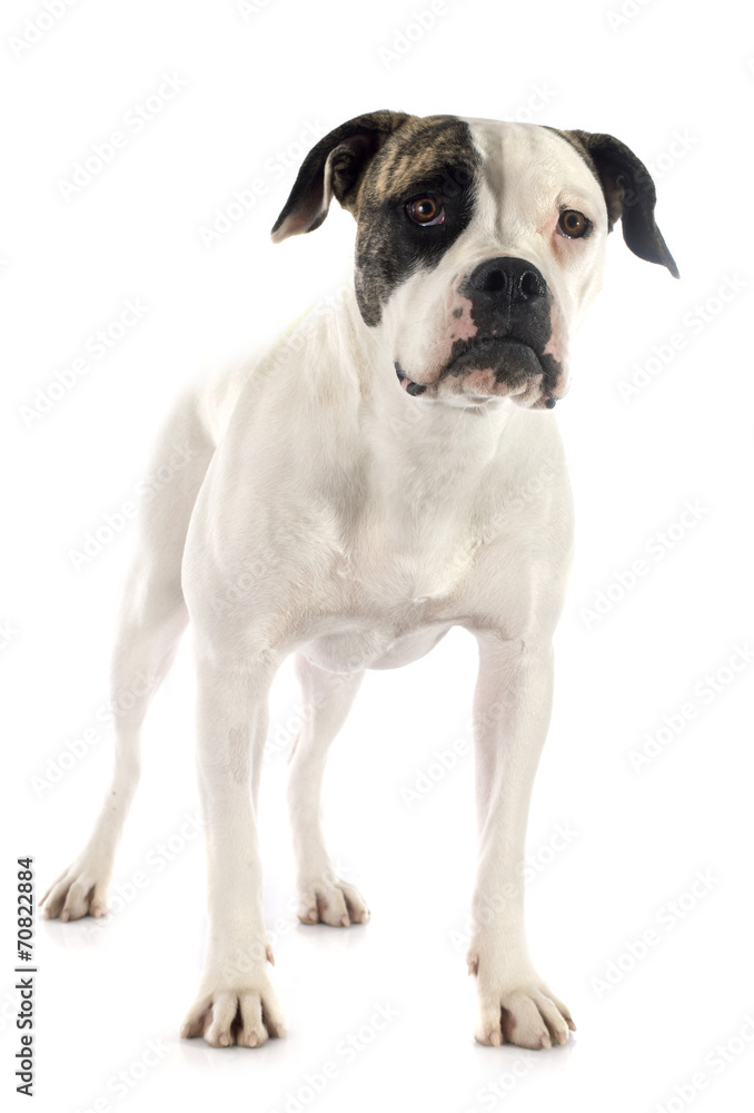 american bulldog