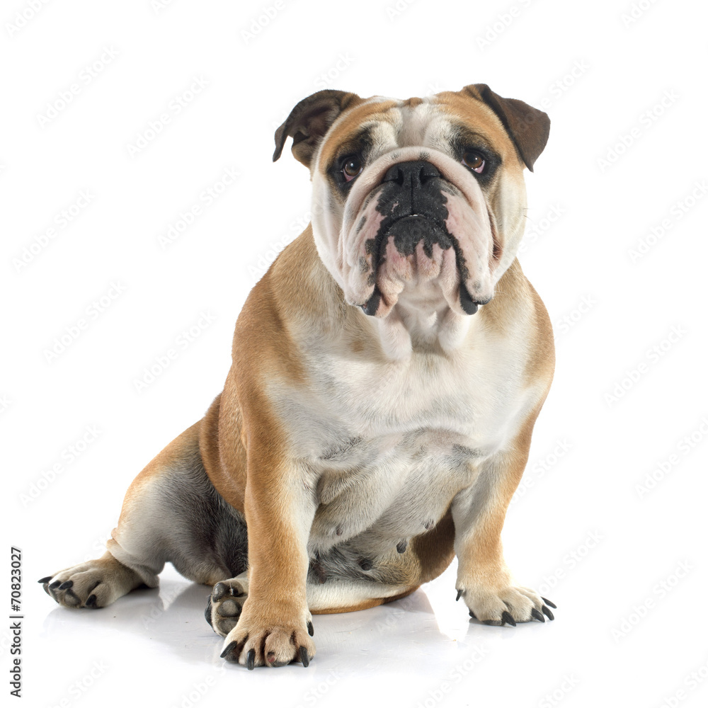 english bulldog