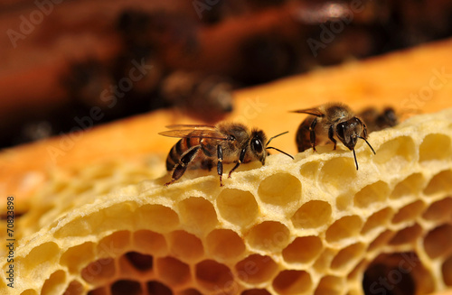 honey cells and working bees