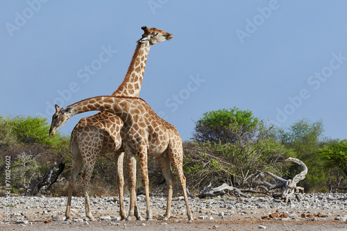 Canvas Print Two giraffes in the savannah