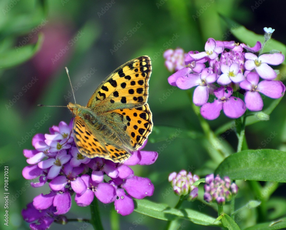Obraz premium Kleiner Perlmutterfalter