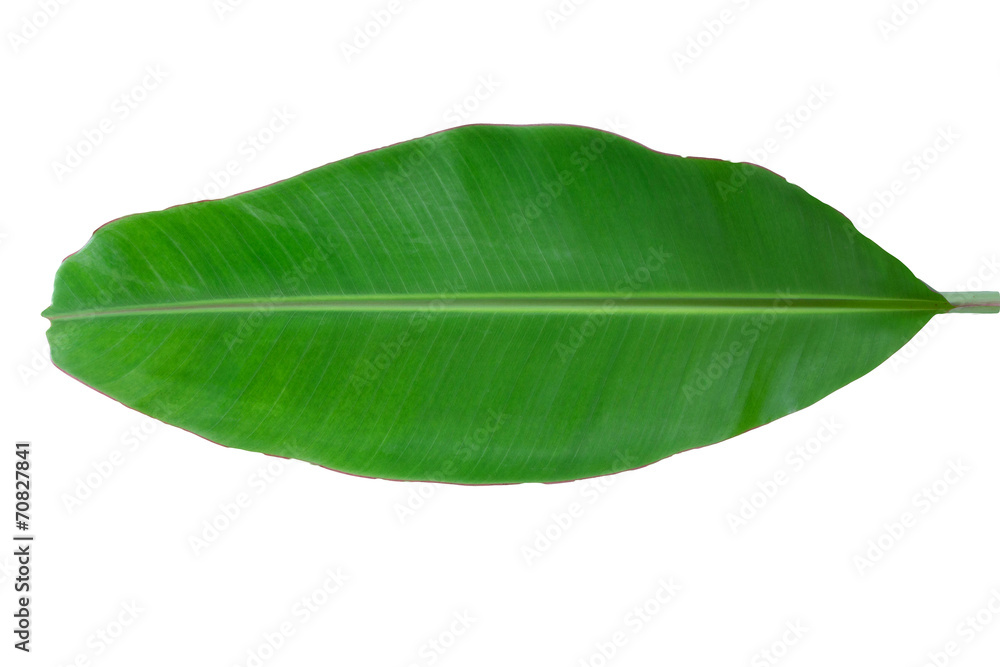 Green fresh banana leaf Green fresh banana leaf