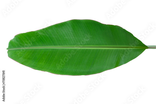 Green fresh banana leaf