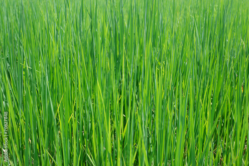 Field in valley Chiang mai Thailand