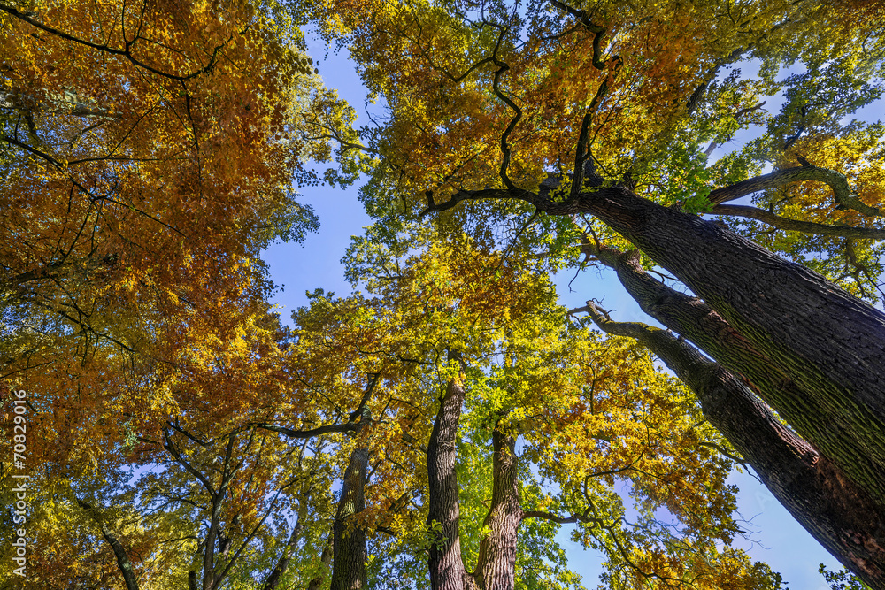 Fototapeta premium old oak trees in autumn