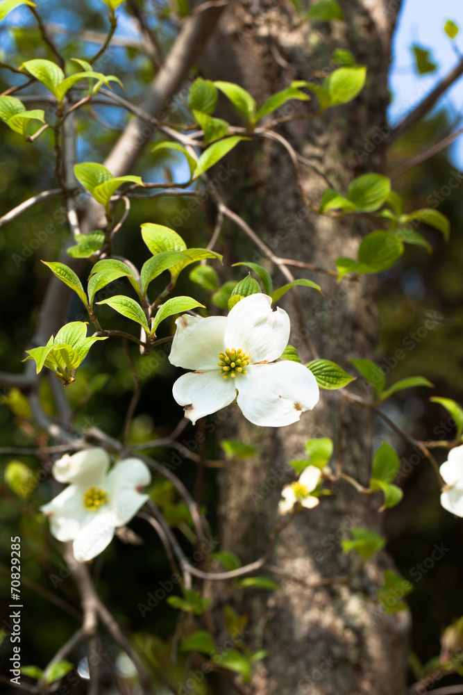 White flowering dogwood tree in bloom in blue sky