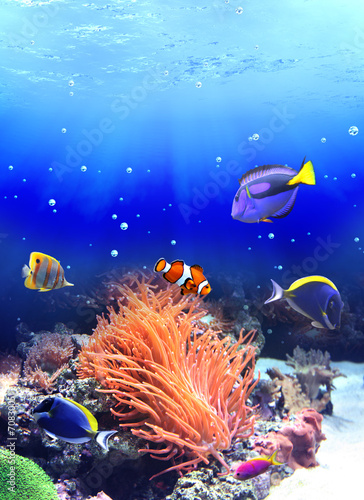 Underwater scene with tropical fish #70830051