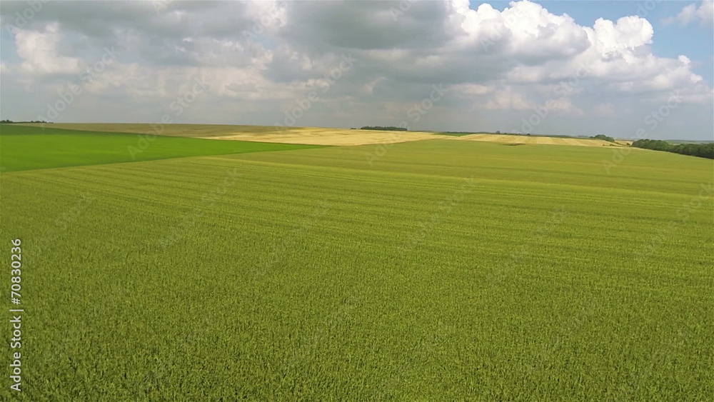 Flight over beautiful field of corn. Aerial rural landscape Flight over beautiful field of corn. Aerial rural landscape