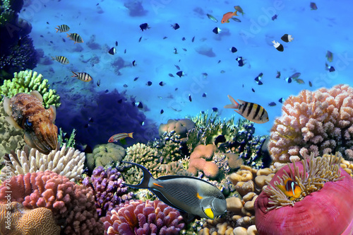 Zdjęcie kolonii koralowców